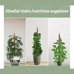 Unikali Sulankstoma Atrama Augalams